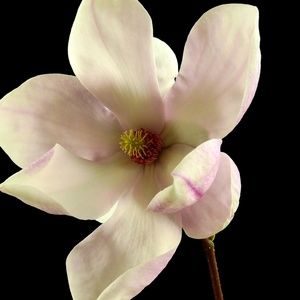 Meet your Posher, Mirabela